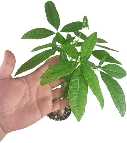 Chinese Money Tree Live Plant - Pachira Aquatica - Braided Chinese Money Plant Live - 12 to 16 inches Tall Live Bonsai Tree - Air Purifying Plant - California Seller
