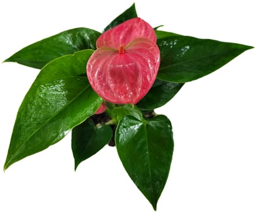 Anthurium Live Plant Pink Flowers - Anthurium Andraeanum Pink Flower - Anthurium Plants Live House Plants - Heart-Shaped Leaves - Available in 4" & 6" Pot - CA Seller