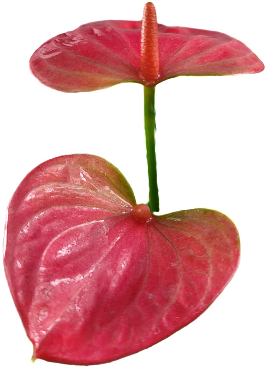 Anthurium Live Plant Pink Flowers - Anthurium Andraeanum Pink Flower - Anthurium Plants Live House Plants - Heart-Shaped Leaves - Available in 4" & 6" Pot - CA Seller