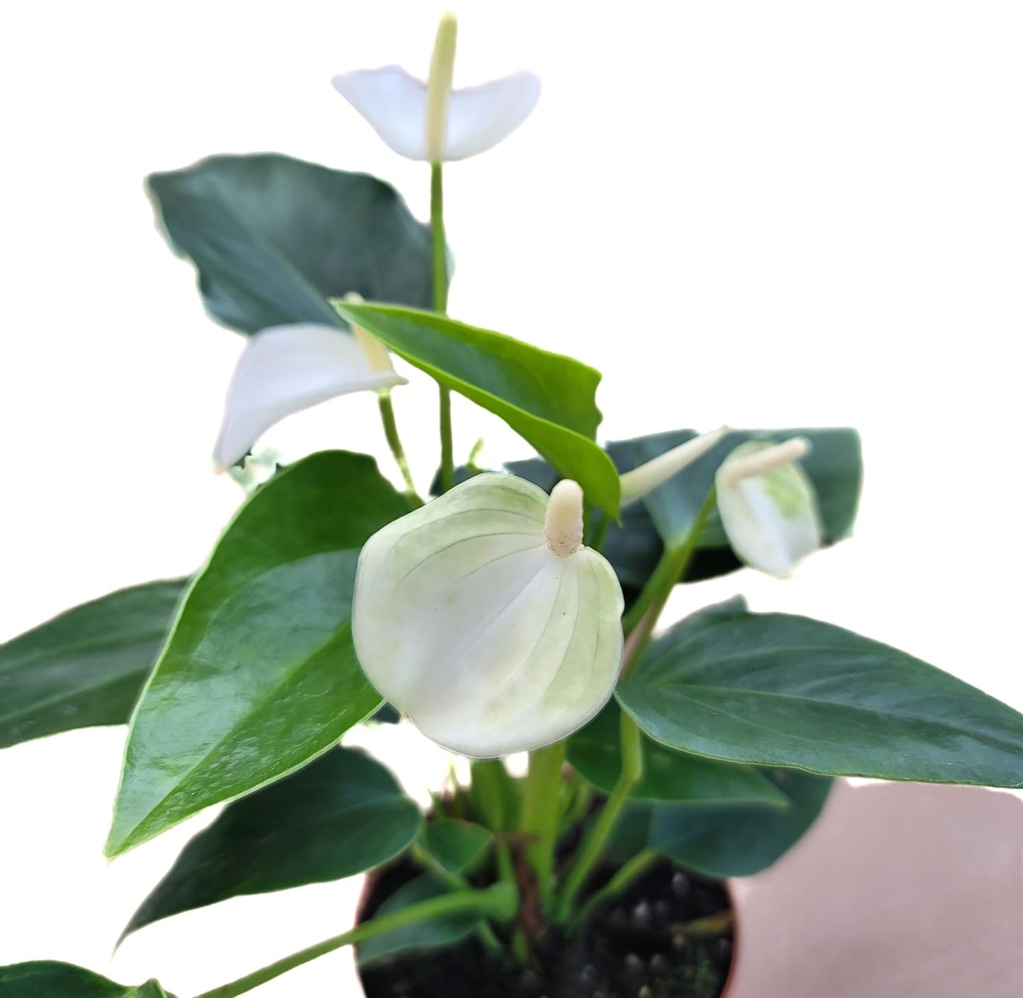 Anthurium White Flower Andraeanum - Exotic Tropical Houseplant with Glossy White Flowers and Lush Foliage - Easy-Care Indoor Plant - CA Seller - Air Purifying Plant