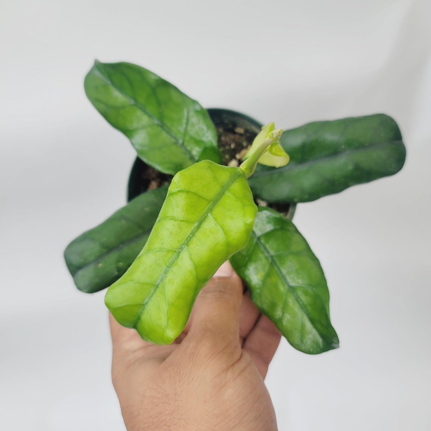 Hoya Globulosa (Rare Wax Plant) – Elongated Fuzzy-Veined Leaves, Fragrant Star Blooms – Pet-Friendly, Low Maintenance - Hoya Plants Live Houseplants - Air Purifying Plant - Ships from CA