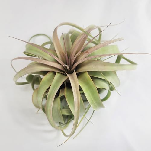 Large Air Plant Live Tillandsia Xerographica | Size 6-8 inches | Tillandsia Xerographica Large Air Plant Live | CA Seller
