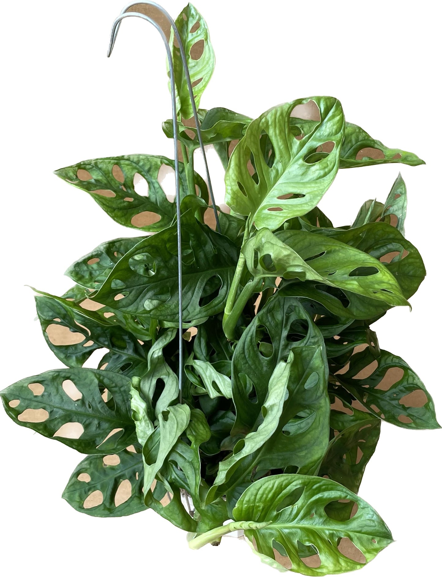 Premium Monstera Adansonii - Exotic Swiss Cheese Vine - Rare Indoor Plant - Swiss Cheese Plant Live - Monstera Plant Live - Limited Stock, Order Now