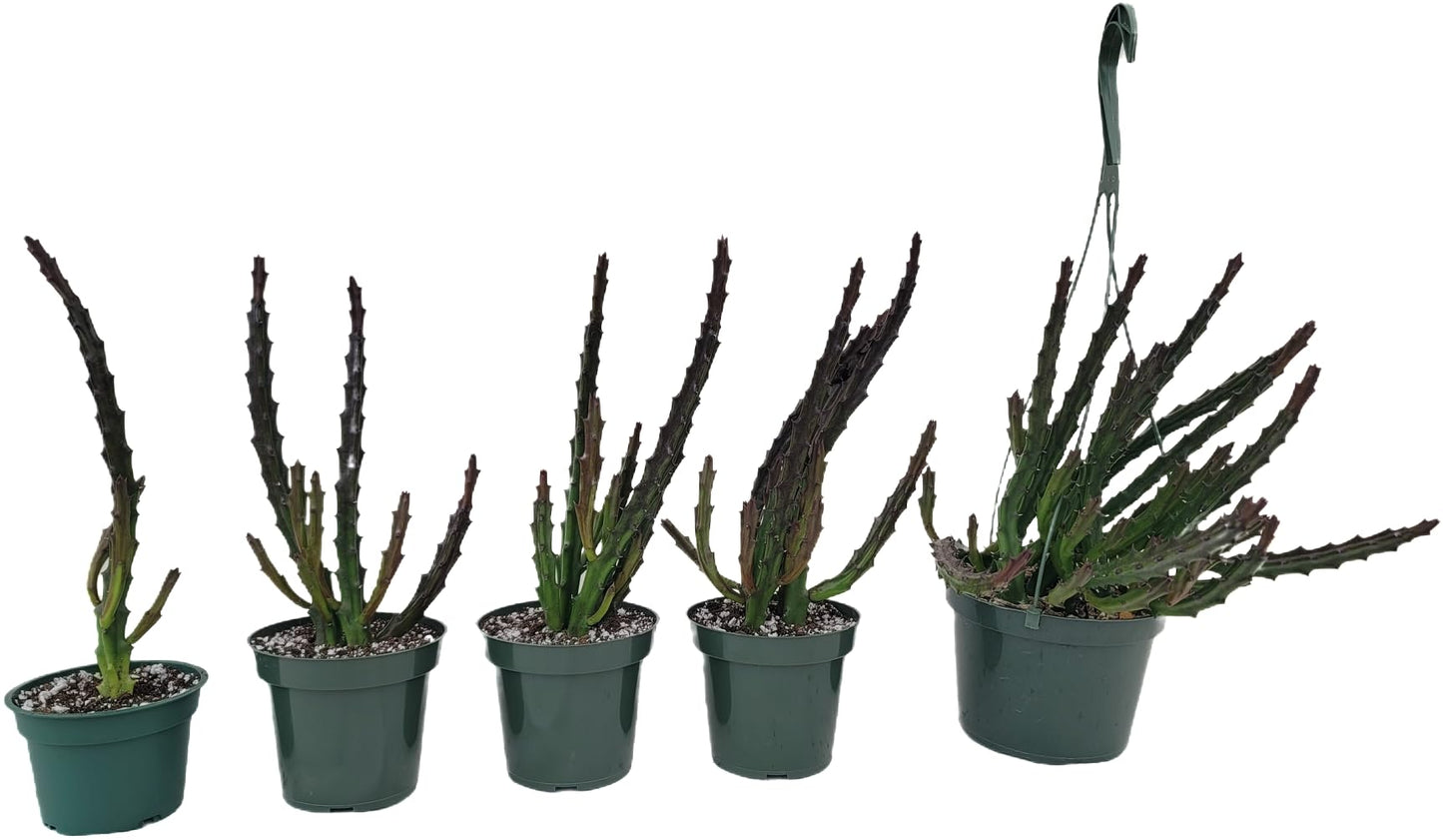 Lifesaver Plant with Purple Flowers - Live Plant in Pot - Stapelia Mutabilis - Beautiful Indoor Outdoor Cacti Succulent Houseplant with Exotic Blooms