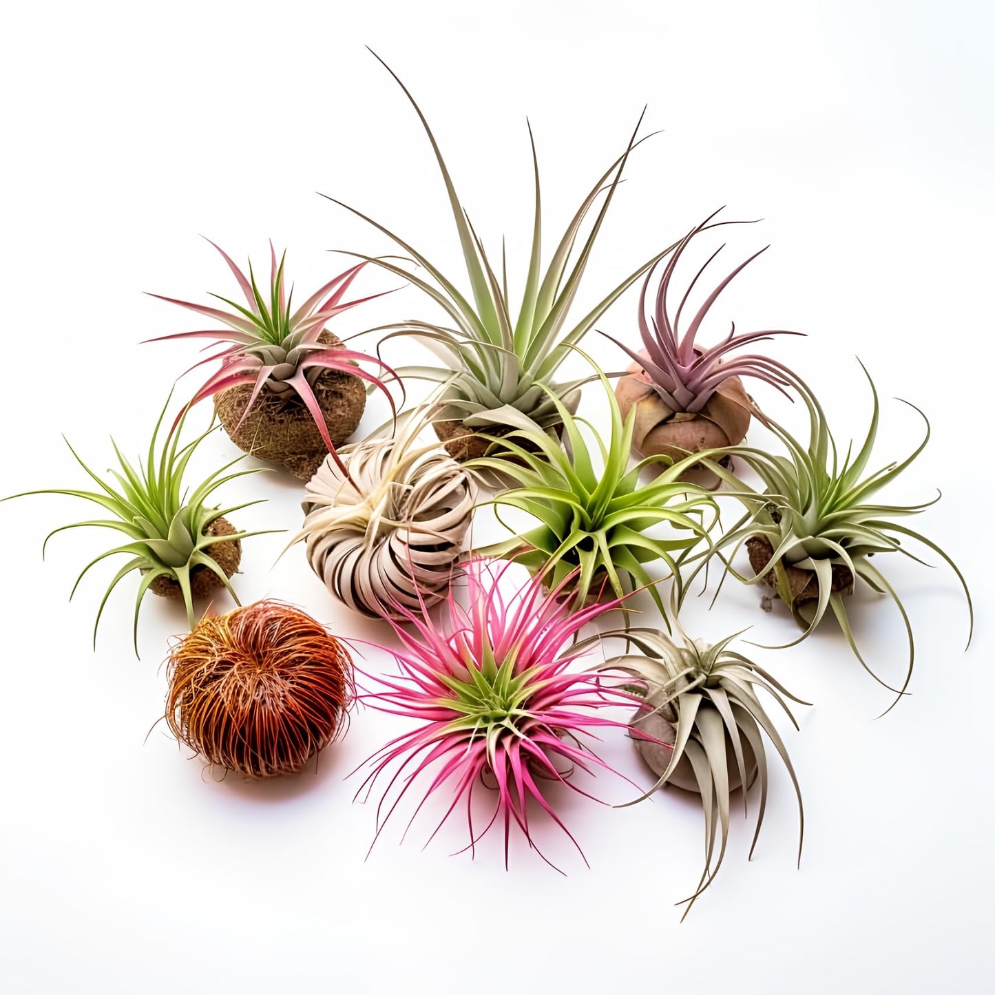 Air Plants Live | Air Plants Variety Pack Live | Available in Packs of 2, 4, 6, 8, 10, &12 | Tillandsia Live Plants | 1-5 inches | CA Seller