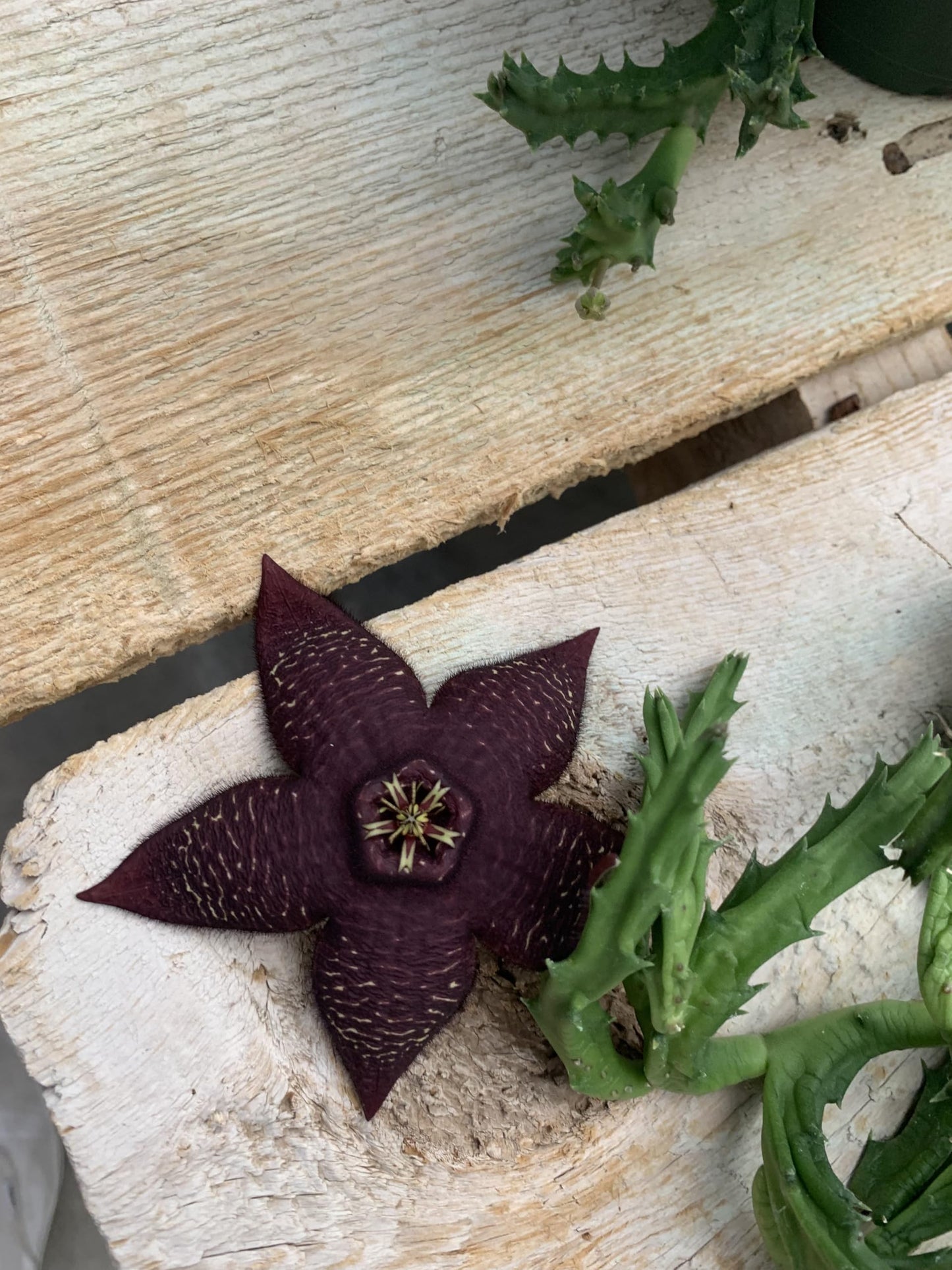 Lifesaver Plant with Purple Flowers - Live Plant in Pot - Stapelia Mutabilis - Beautiful Indoor Outdoor Cacti Succulent Houseplant with Exotic Blooms