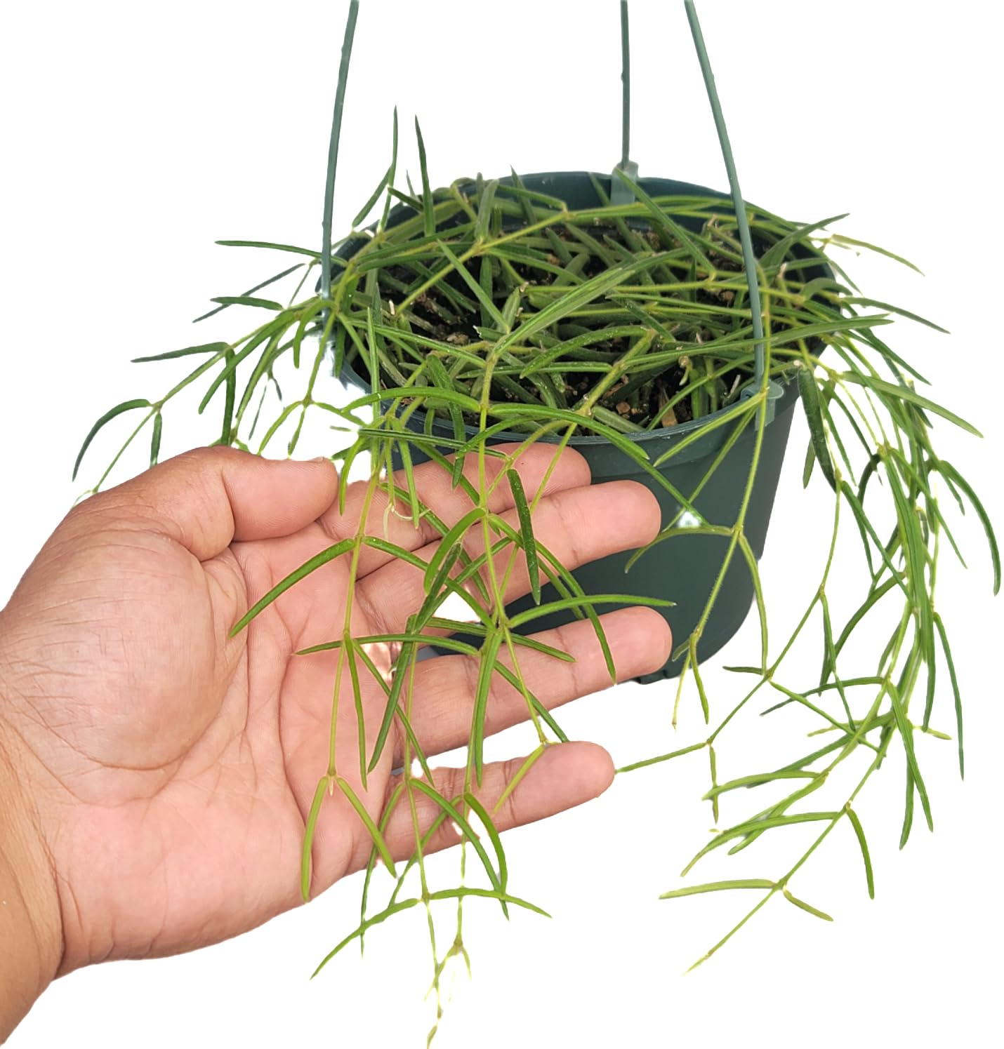 Hoya Linearis Live Plant in 6” Hanging Pot – Rare Trailing Houseplant with Fuzzy Foliage - Hoya Plants Live Houseplants - Air Purifying Plant - Ships from CA