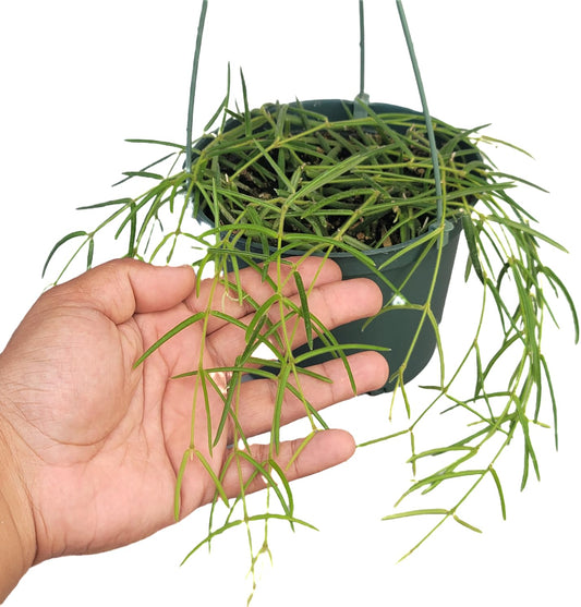 Hoya Linearis Live Plant in 6” Hanging Pot – Rare Trailing Houseplant with Fuzzy Foliage - Hoya Plants Live Houseplants - Air Purifying Plant - Ships from CA