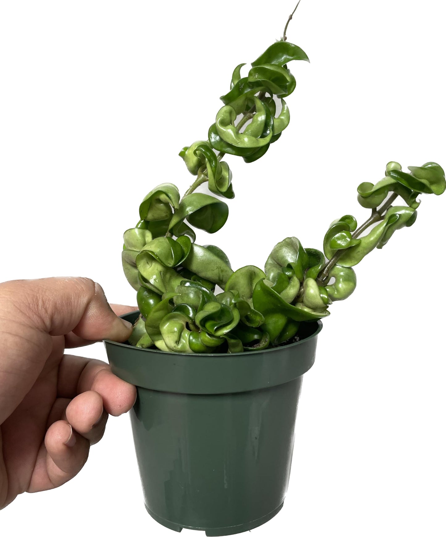 Hoya Compacta 2 Plants in a 4" Pot aka Hoya Hindu Rope Plant or Hoya Krinkle Kurl - Hoya Plant Live Houseplants - Live Hoya Plant - Hoya Compacta Live Plant - Air Purifying Plant - Pet Friendly Plant