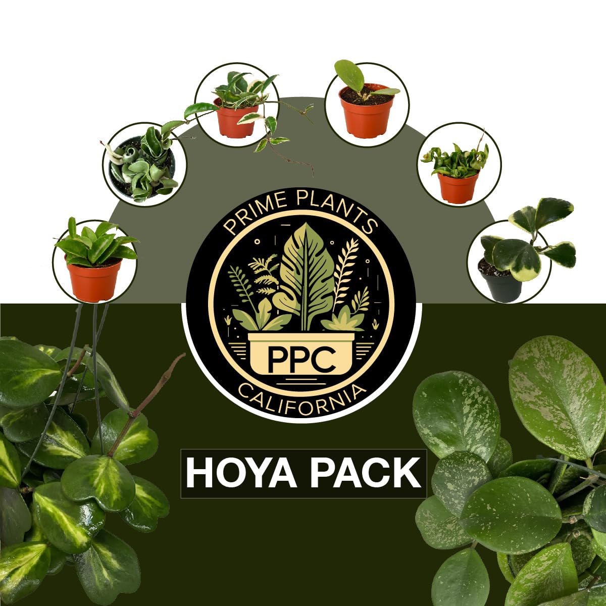 Hoya Plants Live Houseplants 4" Pot Variety Assortment Pack in 2,4, or 8 Live Hoya Plants - Pet Friendly Plants - Air Purifying Plants - CA Seller