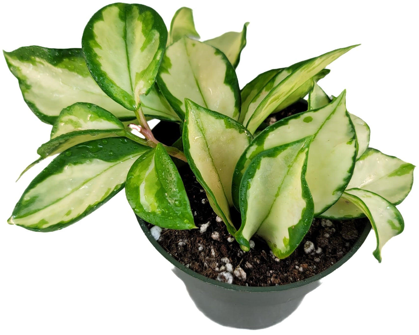 Hoya Krimson Princess Available in 2", 4", or 6" Pot Hoya Carnosa Vareiagata, Hoya Princess - Trailing Plant - Live Hoya Plant - Air Purifying Plant - Live Arriaval Guarantee!