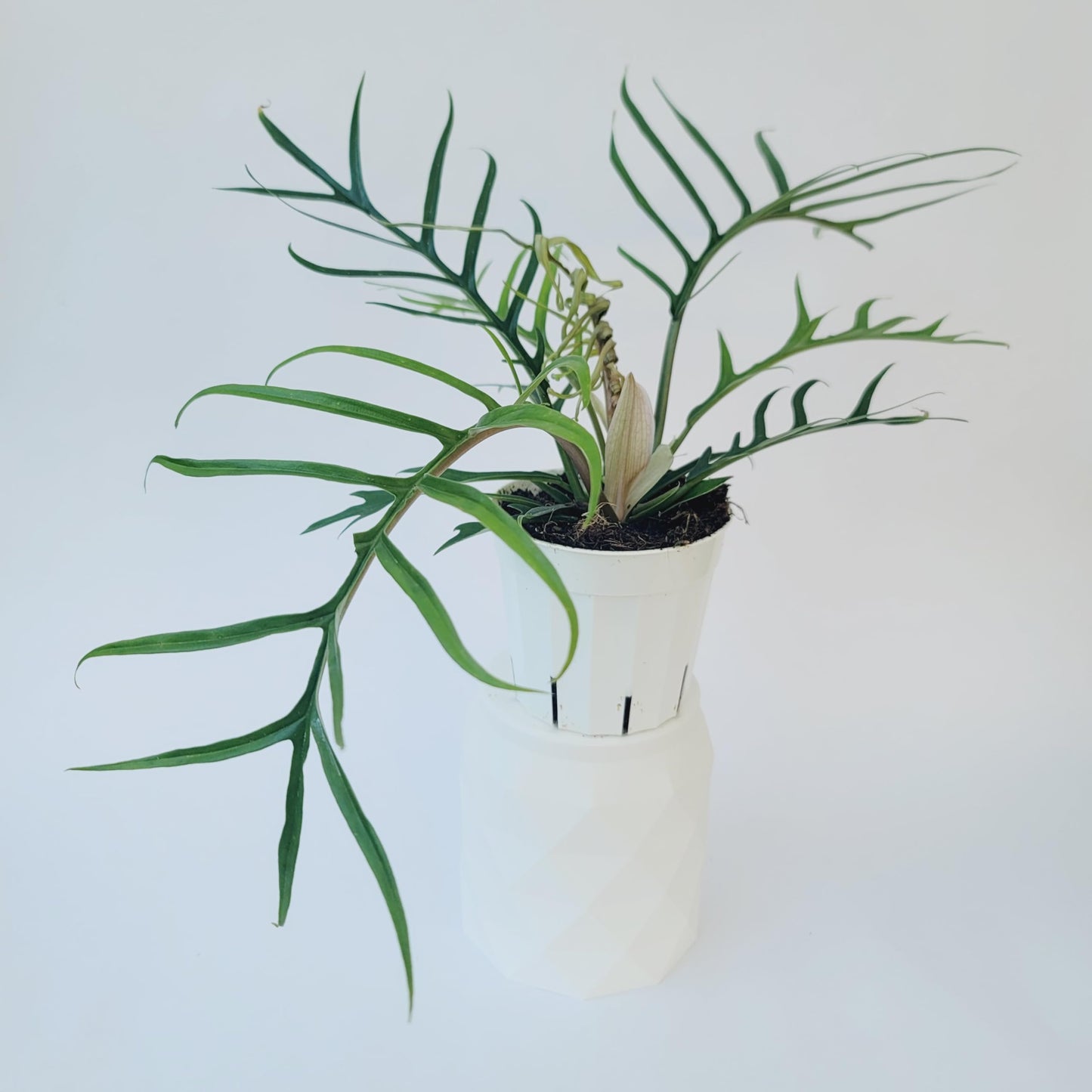 Philodendron Tortum Live Plant | Ships from CA | Available in Modern White Self-Watering Planter | Air Purifying & Pet-Friendly