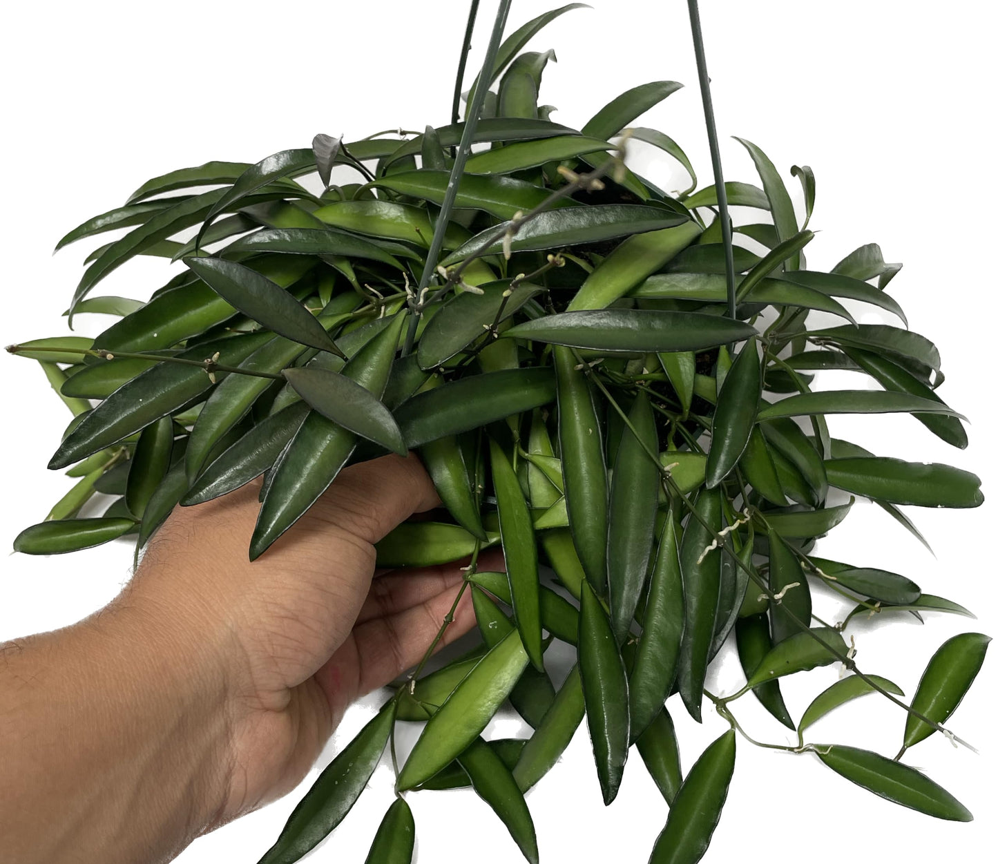 Hoya Wayetii Captivating Wax Plant - Air Purifing Live Plant - Hoya Plants Live Houseplants - Available in 2" Pot, 4" Pot and 6" Hanging Pot - Ships from CA - Pet Friendly Plant