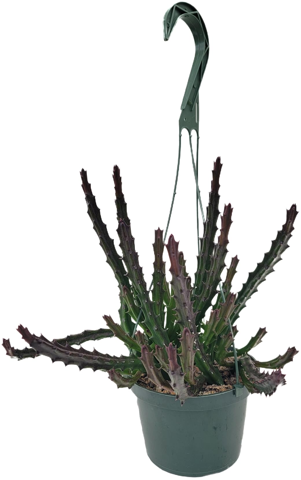 Lifesaver Plant with Purple Flowers - Live Plant in Pot - Stapelia Mutabilis - Beautiful Indoor Outdoor Cacti Succulent Houseplant with Exotic Blooms