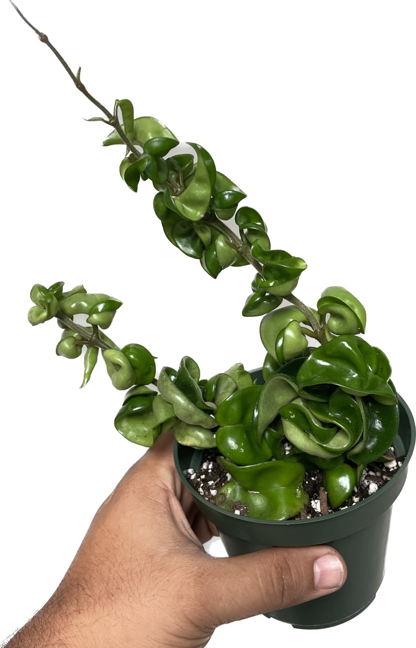 Hoya Compacta 2 Plants in a 4" Pot aka Hoya Hindu Rope Plant or Hoya Krinkle Kurl - Hoya Plant Live Houseplants - Live Hoya Plant - Hoya Compacta Live Plant - Air Purifying Plant - Pet Friendly Plant