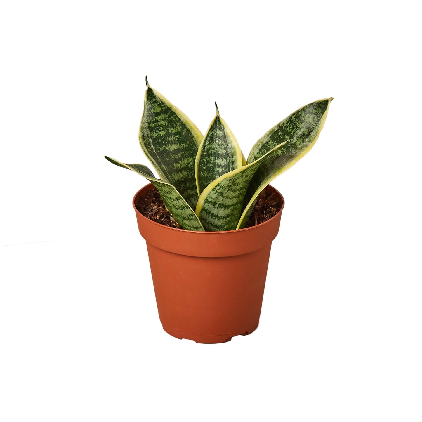 Sansevieria trifasciata ‘Superba’ Live Plant in 4” Pot – Dwarf Snake Plant with Golden Variegated Leaves – Mother in Law Tongue Sansevieria Plant for Home Decor or Gifts