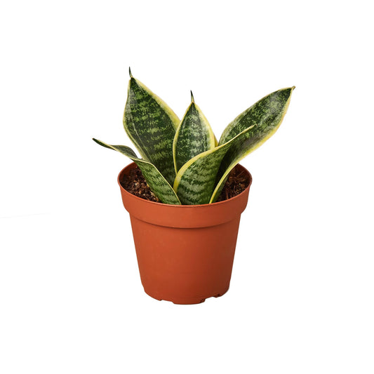Sansevieria trifasciata ‘Superba’ Live Plant in 4” Pot – Dwarf Snake Plant with Golden Variegated Leaves – Mother in Law Tongue Sansevieria Plant for Home Decor or Gifts