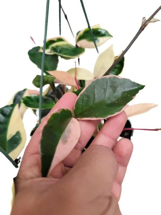 Tricolor Hoya Krimson Queen | Hoya Carnosa Variegata | Tricolor Hoya | Hoya Plants Live Houseplants | CA Seller