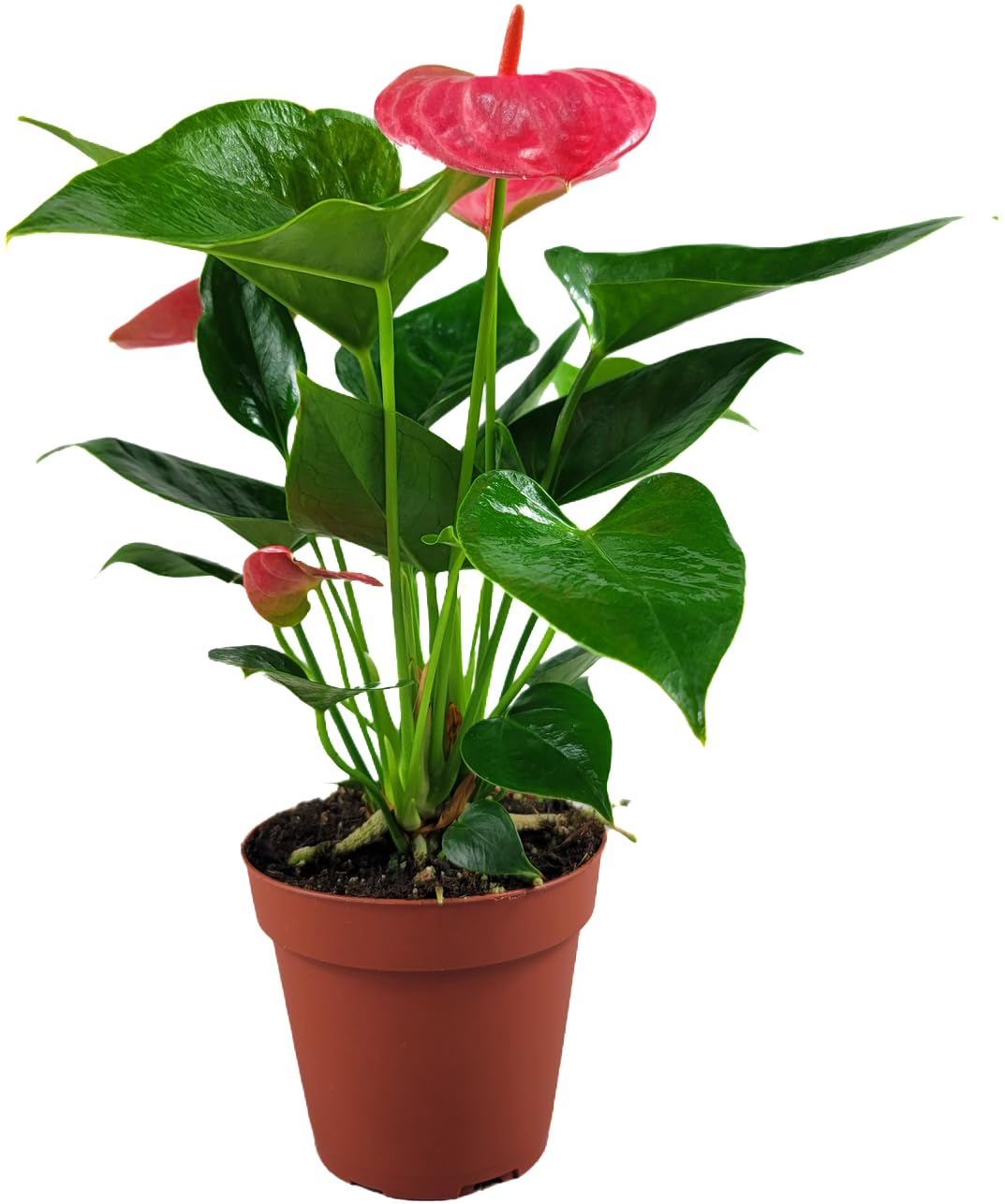 Anthurium Live Plant Pink Flowers - Anthurium Andraeanum Pink Flower - Anthurium Plants Live House Plants - Heart-Shaped Leaves - Available in 4" & 6" Pot - CA Seller