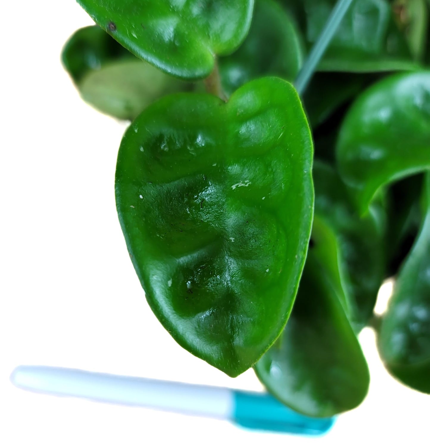 Hoya Krinkle 8 Live Hoya Plant Pink Flowers with Chocolate Smells Available in 2", 4", and 6" Pot