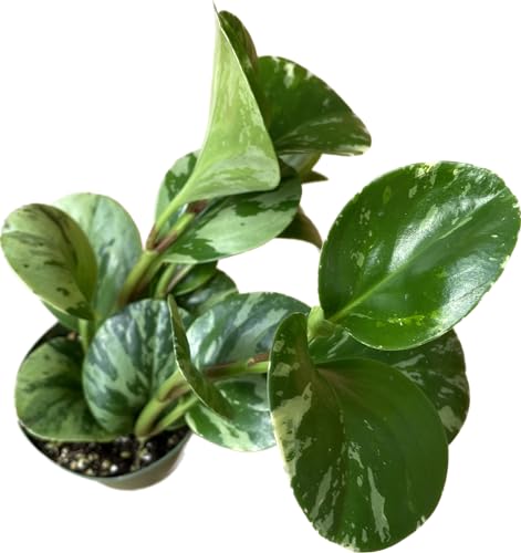 Live Rubber Plant - Peperomia Marble - Peperomia Obtusifolia Marble Variegated - Available in 3", 4", and 6" Pots - CA Seller - Ideal Gift for Home, Office - Peperomia Live Plant