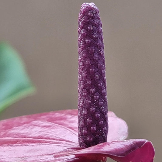 Anthurium Purple Andraeanum - Exquisite Indoor Plant with Long-Lasting Blooms and Lush Foliage & Glossy Purple Flowers - Easy-Care Indoor Plant - CA Seller - Air Purifying Plant