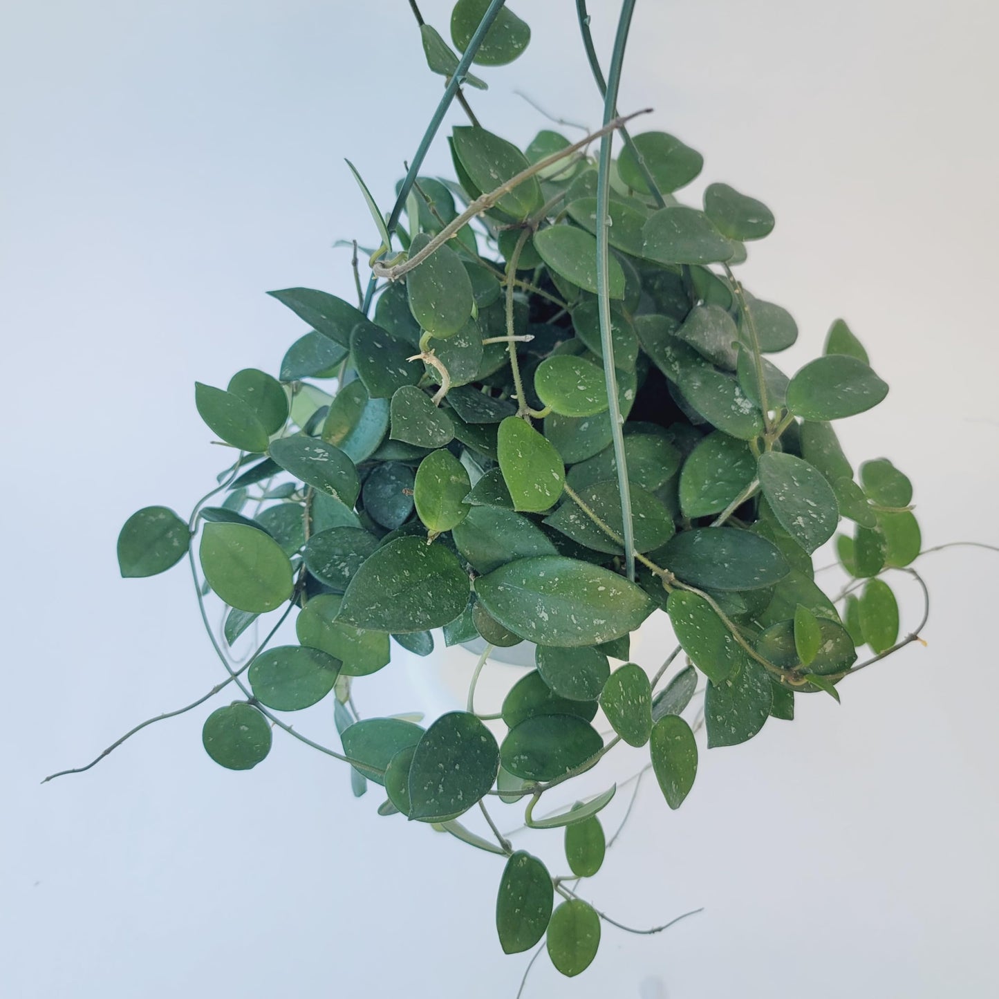 Hoya Mathilde Live Plant – Hoya Carnosa x Hoya Serpens - Rare Trailing Houseplant - Hoya Plants Live Houseplants - Air Purifying Plant - Ships from CA