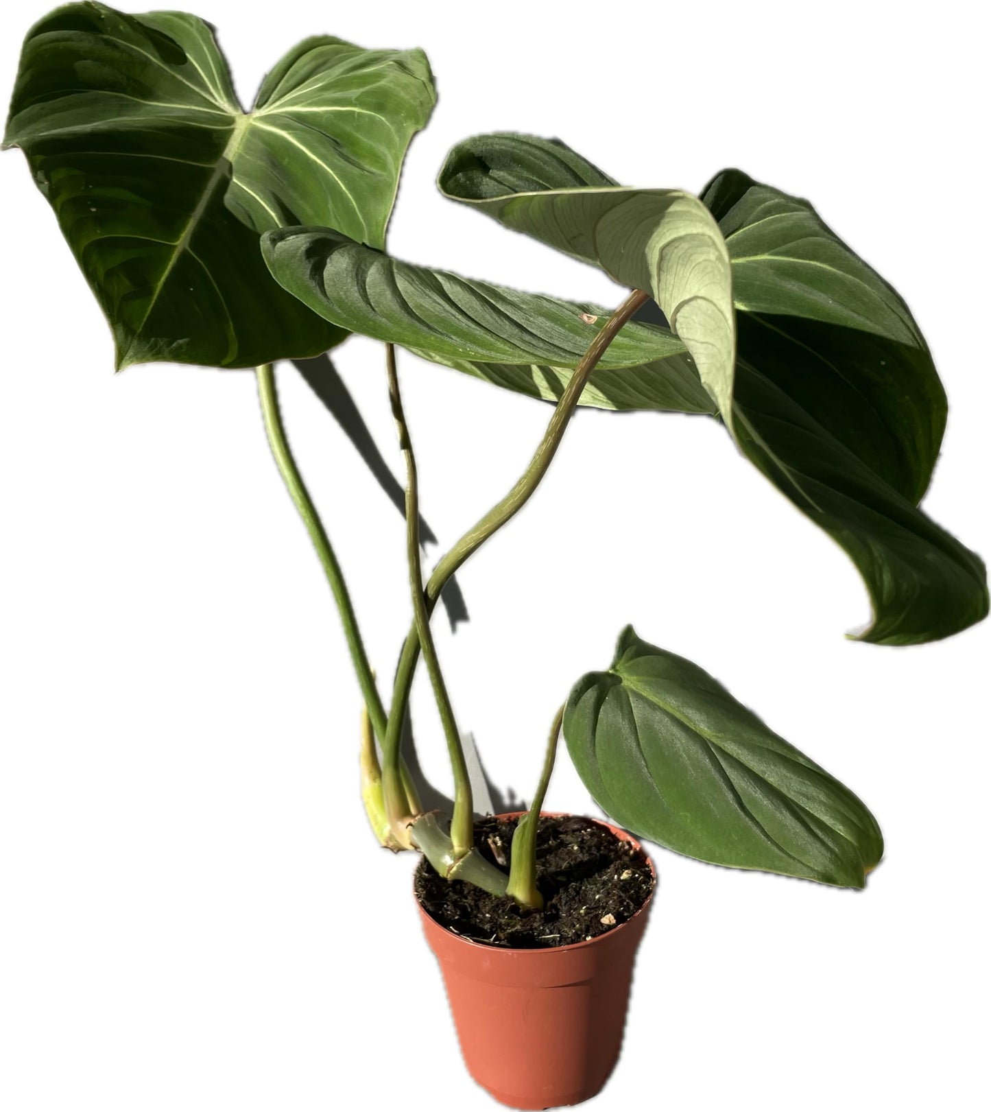 Philodendron Gloriosum - Rare Velvet Heart-Shaped Leaves - Philodendron Live Plant in 4" Pot - Easy Care & Low Maintenance Air Purifying Live Indoor Plant – Minor Leaf Imperfection - CA Seller