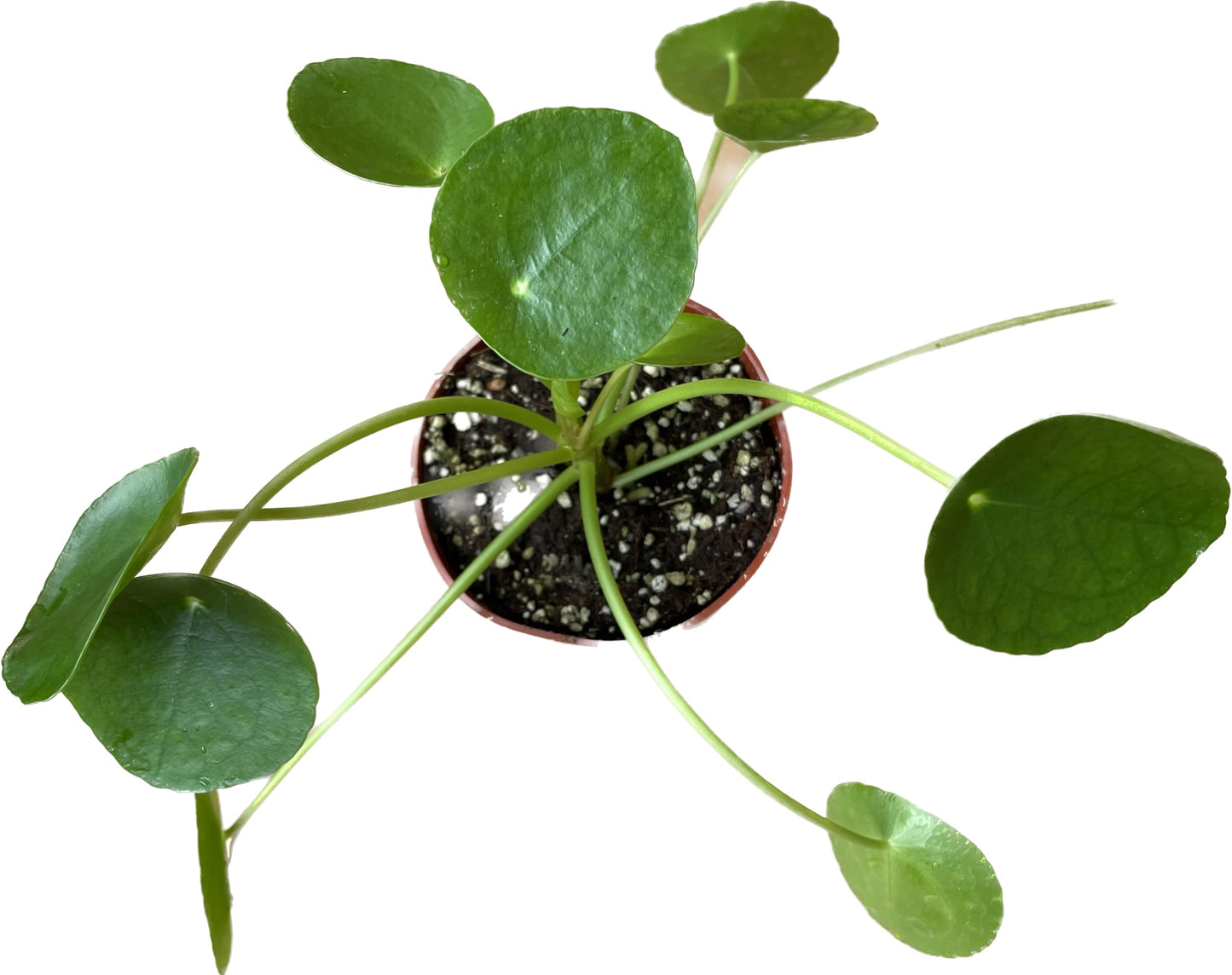 Chinese Money Plant Live - Pilea peperomioides Live Plant | Easy Care Indoor Houseplant | Air Purifying | 4-Inch & 6-inch Pot Available | California Seller
