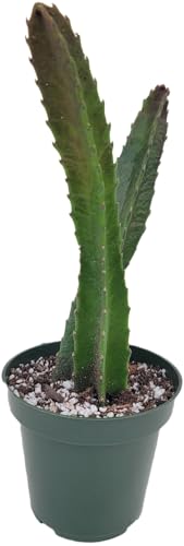 Starfish Cactus with Beautiful Giant Yellow Flowers | Stapelia gigantea | Giant Starfish Plant | Rare Live Plant Huernia | CA Seller