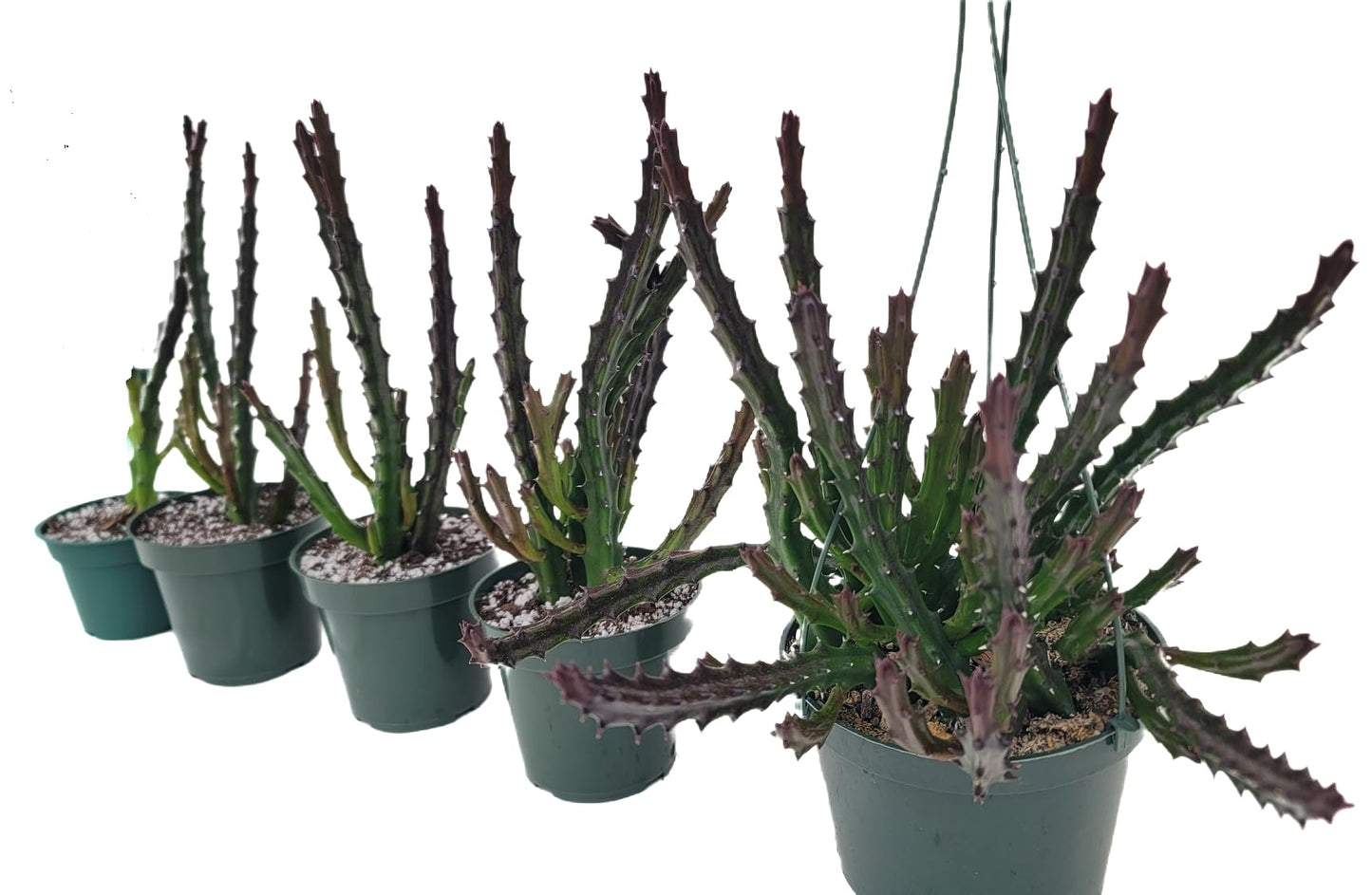 Lifesaver Plant with Purple Flowers - Live Plant in Pot - Stapelia Mutabilis - Beautiful Indoor Outdoor Cacti Succulent Houseplant with Exotic Blooms
