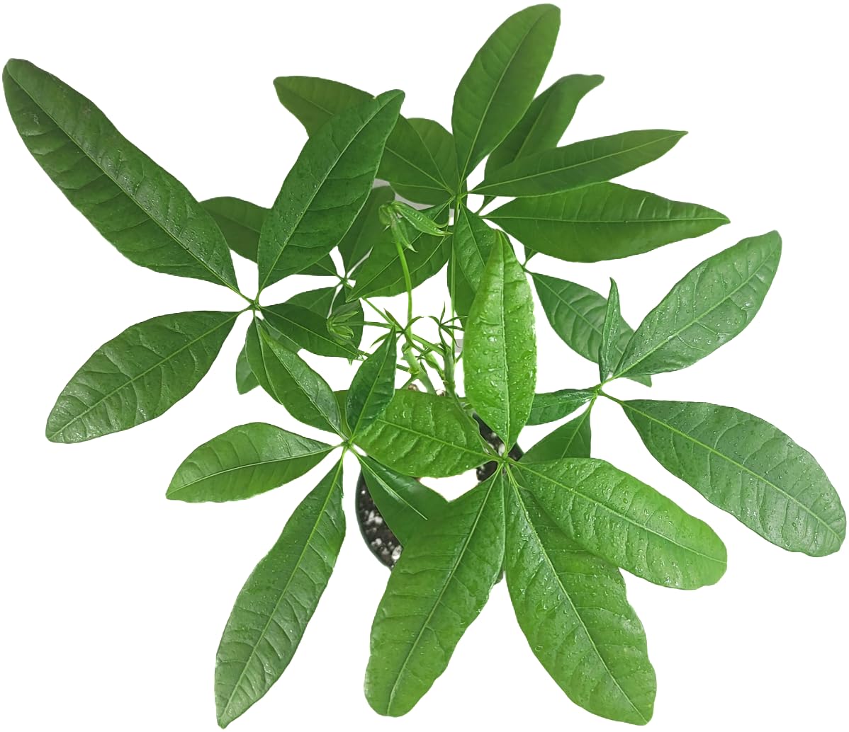 Chinese Money Tree Live Plant - Pachira Aquatica - Braided Chinese Money Plant Live - 12 to 16 inches Tall Live Bonsai Tree - Air Purifying Plant - California Seller