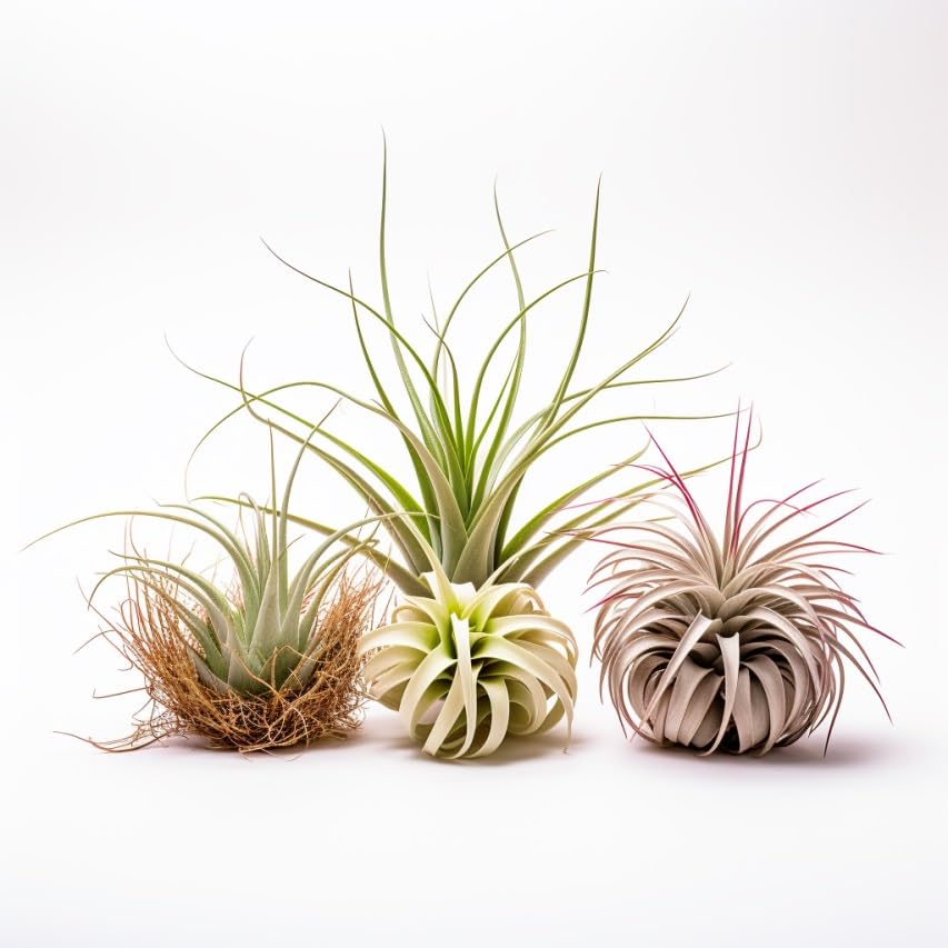 Air Plants Live Variety Pack - Pack of 3 Live Air Plants - Tillandsia Live Plants Assorted - Air Purifying Plant - California Seller