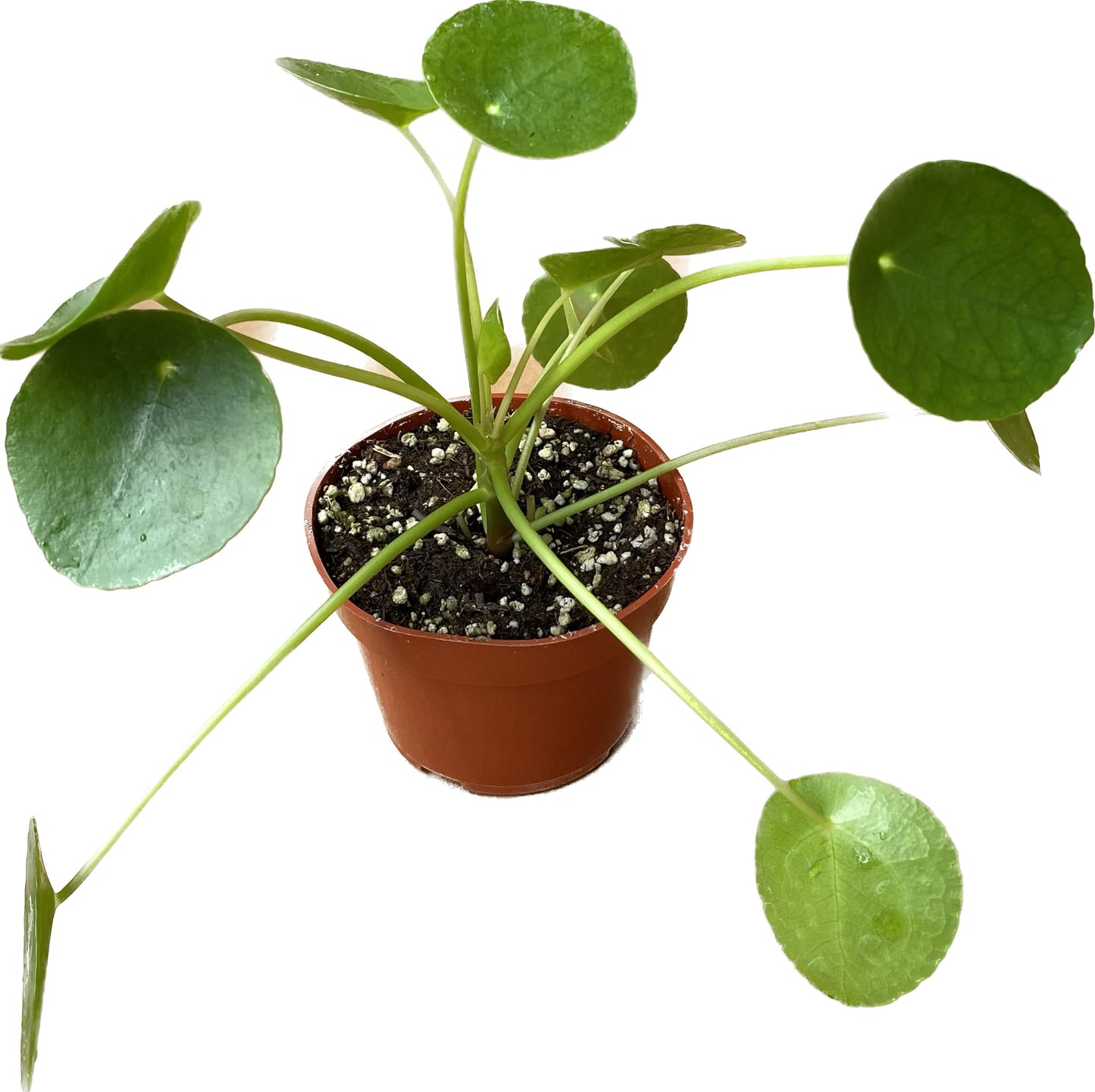 Chinese Money Plant Live - Pilea peperomioides Live Plant | Easy Care Indoor Houseplant | Air Purifying | 4-Inch & 6-inch Pot Available | California Seller