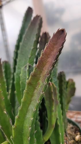 Starfish Cactus with Beautiful Giant Yellow Flowers | Stapelia gigantea | Giant Starfish Plant | Rare Live Plant Huernia | CA Seller