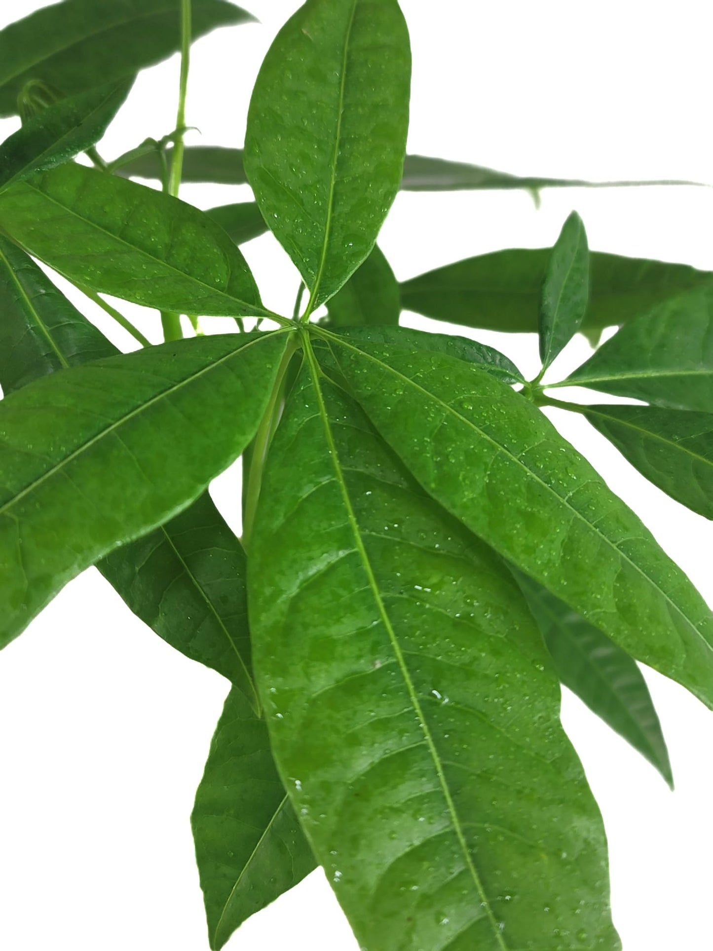 Chinese Money Tree Live Plant - Pachira Aquatica - Braided Chinese Money Plant Live - 12 to 16 inches Tall Live Bonsai Tree - Air Purifying Plant - California Seller