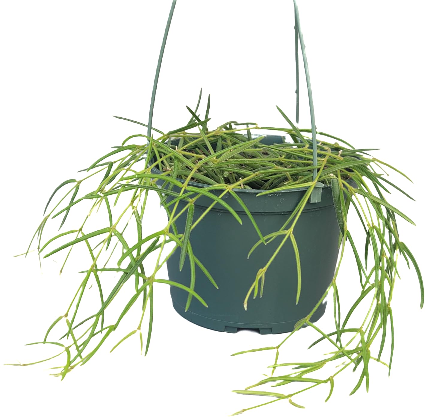 Hoya Linearis Live Plant in 6” Hanging Pot – Rare Trailing Houseplant with Fuzzy Foliage - Hoya Plants Live Houseplants - Air Purifying Plant - Ships from CA