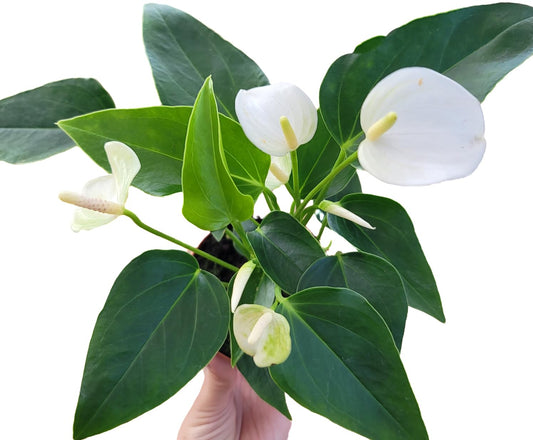 Anthurium White Flower Andraeanum - Exotic Tropical Houseplant with Glossy White Flowers and Lush Foliage - Easy-Care Indoor Plant - CA Seller - Air Purifying Plant