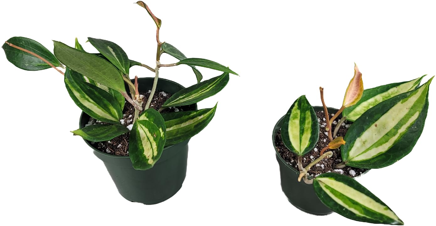 Hoya Pot of Gold - Inner Variegated Hoya Latifolia FKA Macrophylla Inner Variegated - Available in 3.5", 4.5" Pot & 6" Pot - Hoya Plants Live Houseplants