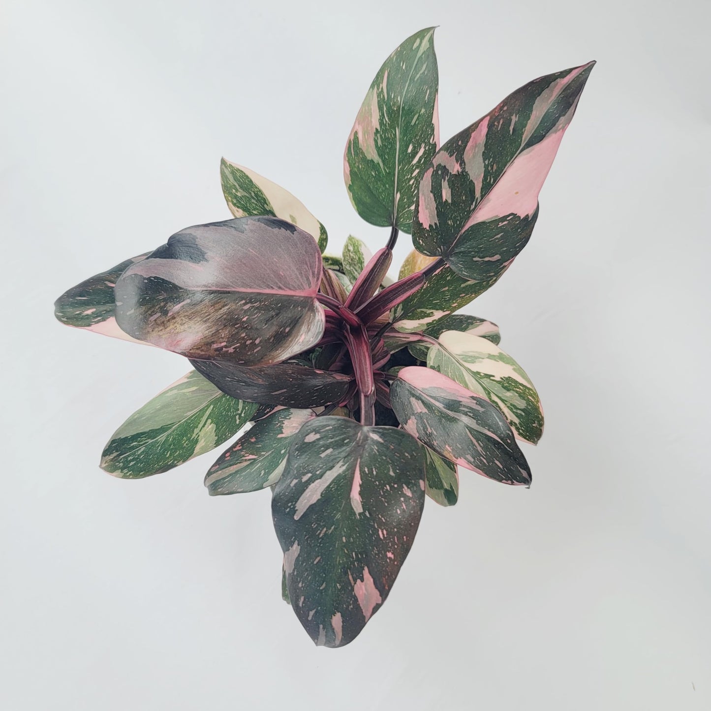 Philodendron Pink Princess Marble Galaxy Variegation with Dark Cherry Colors - Perfect Plant Gift - Rare Pink Live Plant - Variegated Philodendron eurebscens - CA Seller