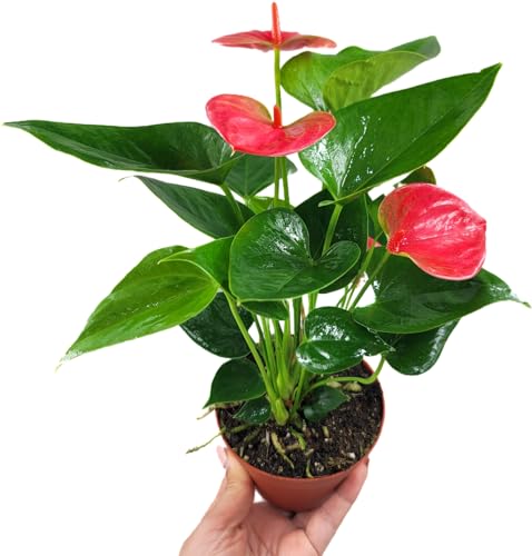 Anthurium Live Plant Pink Flowers - Anthurium Andraeanum Pink Flower - Anthurium Plants Live House Plants - Heart-Shaped Leaves - Available in 4" & 6" Pot - CA Seller