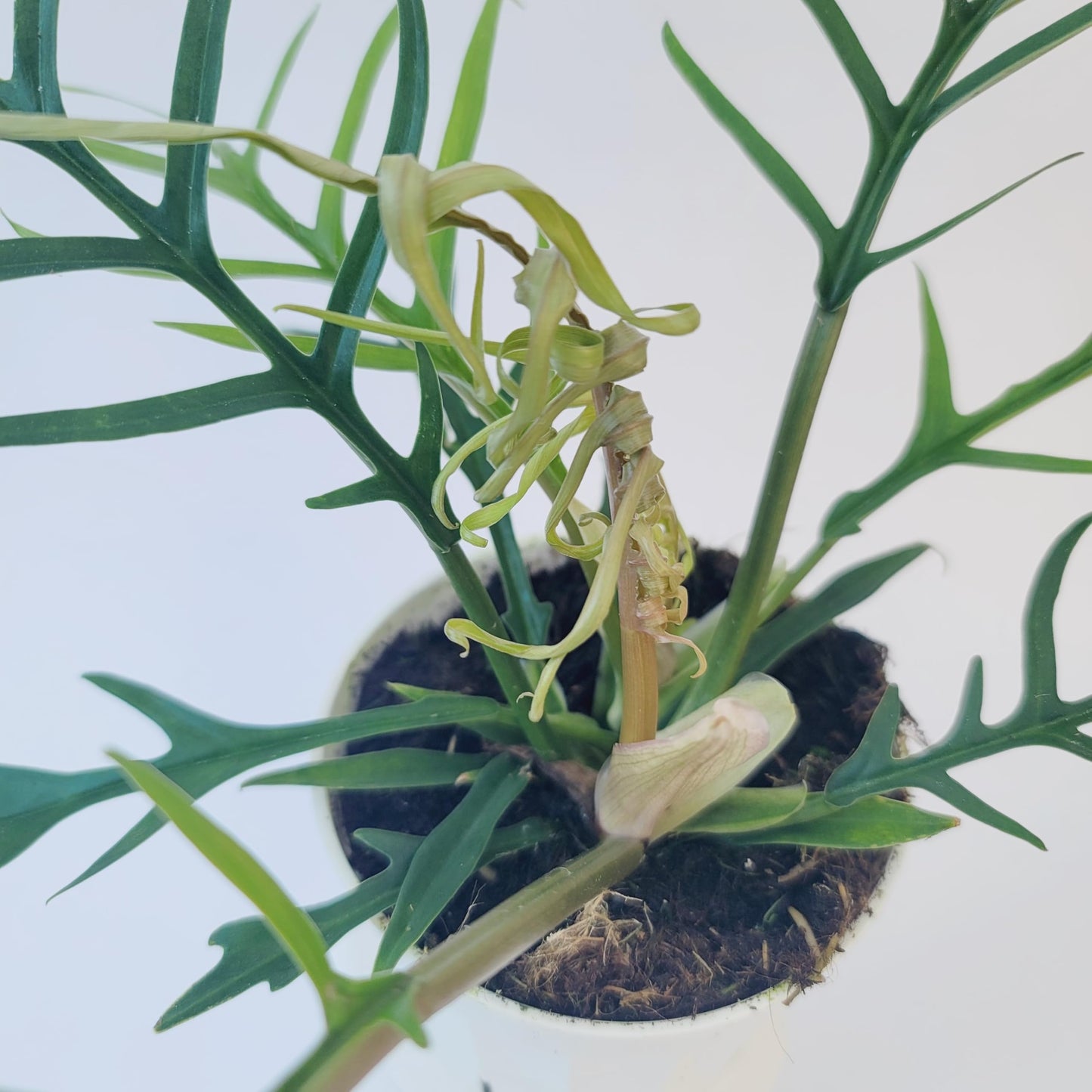 Philodendron Tortum Live Plant | Ships from CA | Available in Modern White Self-Watering Planter | Air Purifying & Pet-Friendly