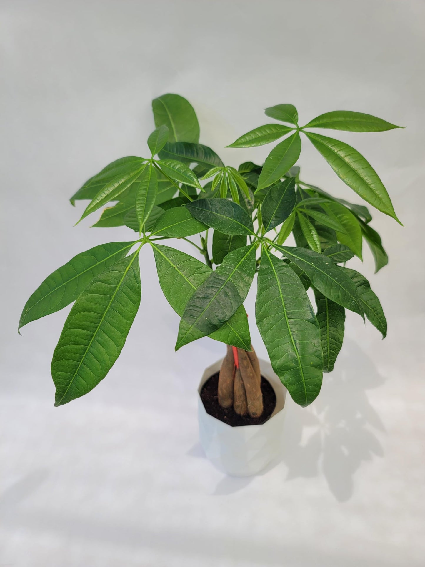 Braided Chinese Money Tree Live Plant - Now Available in Geometric Self-Watering Planter - Pachira Aquatica - Live Bonsai Tree - Air Purifying Plant