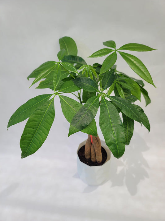 Braided Chinese Money Tree Live Plant - Now Available in Geometric Self-Watering Planter - Pachira Aquatica - Live Bonsai Tree - Air Purifying Plant