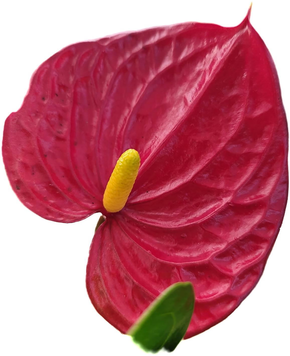Anthurium Red Flower Aristo - Exotic Tropical Houseplant with Glossy Red Flowers and Lush Foliage - Easy-Care Indoor Plant - CA Seller - Air Purifying Plant