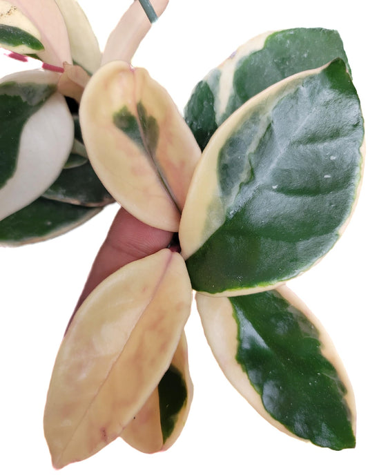 Tricolor Hoya Krimson Queen | Hoya Carnosa Variegata | Tricolor Hoya | Hoya Plants Live Houseplants | CA Seller
