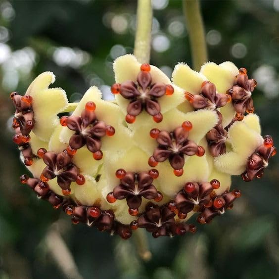 Hoya Kerrii Plant with Heartshape Leaves Live Hoya Plant Great Gift for Mothers and Loved Ones Sweetheart Hoya Live Plant