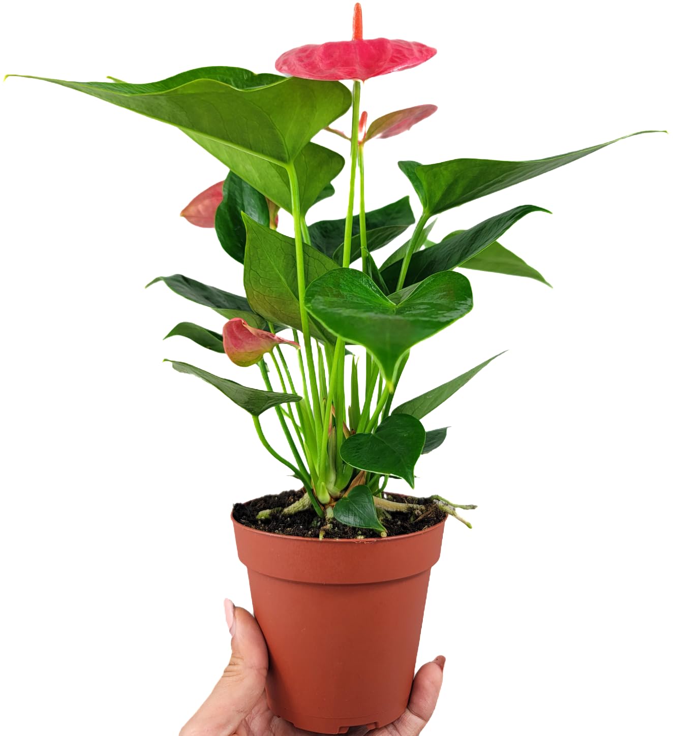 Anthurium Live Plant Pink Flowers - Anthurium Andraeanum Pink Flower - Anthurium Plants Live House Plants - Heart-Shaped Leaves - Available in 4" & 6" Pot - CA Seller
