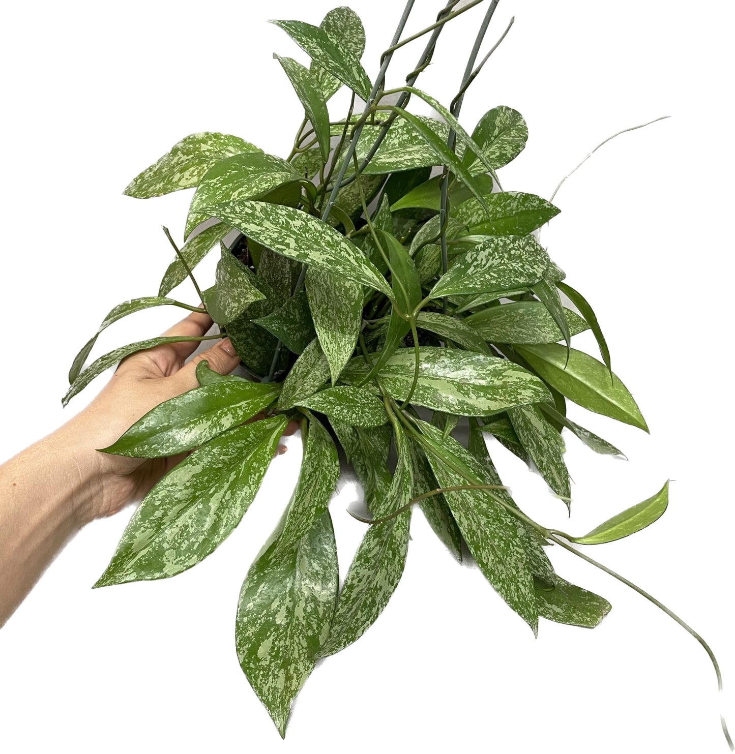 Hoya Publicalyx Splash Red Button - Hoya Plant - Air Purifying Plant - Pet Friendly Plant - Hoya Plants Live Houseplants - Wax Plant
