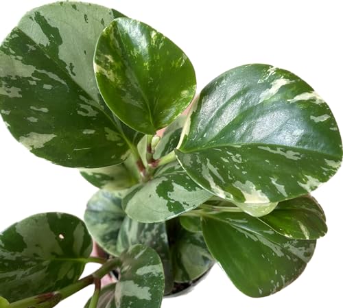 Live Rubber Plant - Peperomia Marble - Peperomia Obtusifolia Marble Variegated - Available in 3", 4", and 6" Pots - CA Seller - Ideal Gift for Home, Office - Peperomia Live Plant